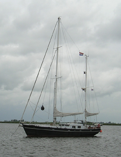 Mytilus